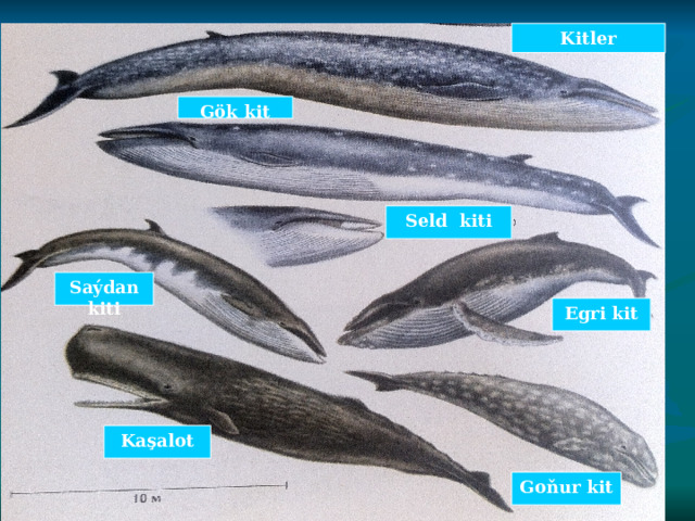 Kitler Gök kit Seld kiti Saýdan kiti Egri kit Kaşalot Goňur kit   