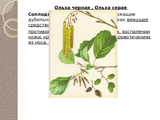Соплодия ольхи рисунок