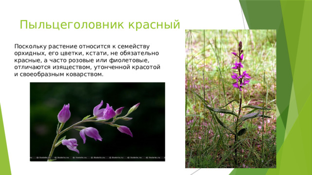 Пыльцеголовник красный Поскольку растение относится к семейству орхидных, его цветки, кстати, не обязательно красные, а часто розовые или фиолетовые, отличаются изяществом, утонченной красотой и своеобразным коварством. 