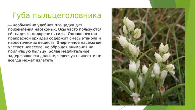 Губа пыльцеголовника — необычайно удобная площадка для приземления насекомых. Осы часто пользуются ей, надеясь подкрепить силы. Однако нектар прекрасной орхидеи содержит смесь этанола и наркотических веществ. Энергичное насекомое улетает навеселе, не обращая внимания на прилипшую пыльцу. Более медлительное, задержавшееся дольше, чересчур пьянеет и не всегда может взлететь. 