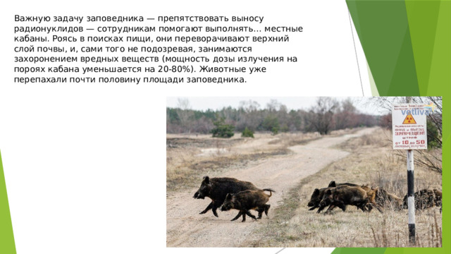 Важную задачу заповедника — препятствовать выносу радионуклидов — сотрудникам помогают выполнять… местные кабаны. Роясь в поисках пищи, они переворачивают верхний слой почвы, и, сами того не подозревая, занимаются захоронением вредных веществ (мощность дозы излучения на пороях кабана уменьшается на 20-80%). Животные уже перепахали почти половину площади заповедника. 