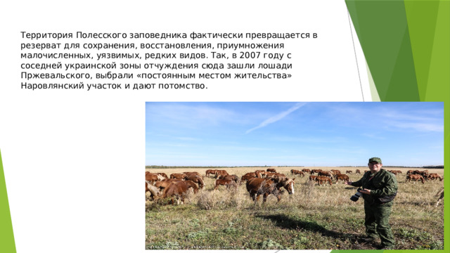 Территория Полесского заповедника фактически превращается в резерват для сохранения, восстановления, приумножения малочисленных, уязвимых, редких видов. Так, в 2007 году с соседней украинской зоны отчуждения сюда зашли лошади Пржевальского, выбрали «постоянным местом жительства» Наровлянский участок и дают потомство. 