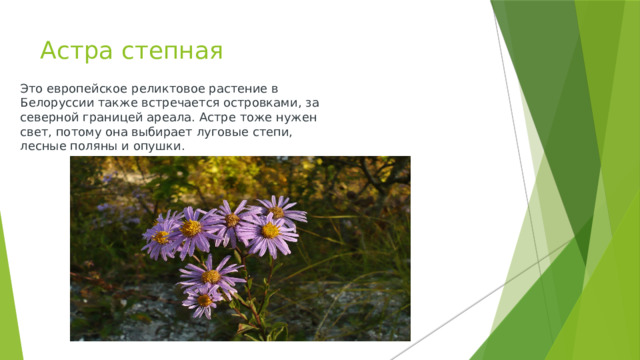Астра степная  Это европейское реликтовое растение в Белоруссии также встречается островками, за северной границей ареала. Астре тоже нужен свет, потому она выбирает луговые степи, лесные поляны и опушки. 