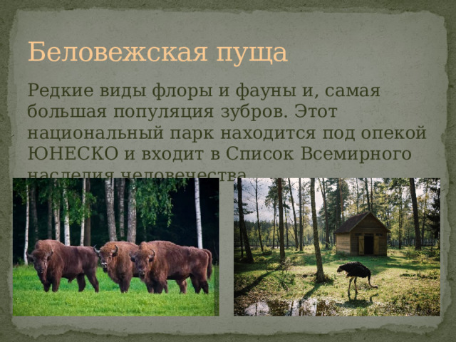 Беловежская пуща Редкие виды флоры и фауны и, самая большая популяция зубров. Этот национальный парк находится под опекой ЮНЕСКО и входит в Список Всемирного наследия человечества 