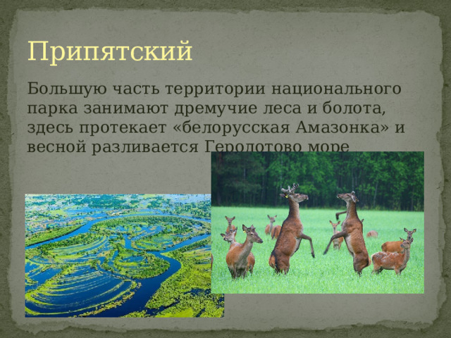 Припятский Большую часть территории национального парка занимают дремучие леса и болота, здесь протекает «белорусская Амазонка» и весной разливается Геродотово море 