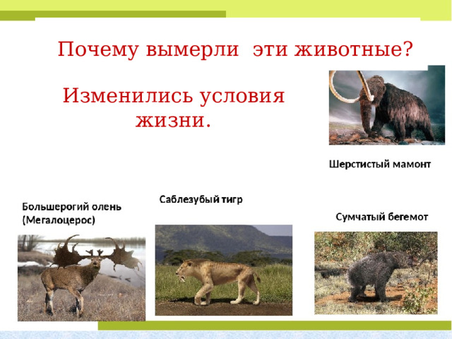 Почему вымерли эти животные? Почему вымерли эти животные? Изменились условия жизни. Изменились условия жизни. 