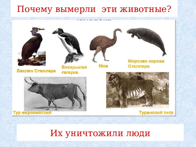 Почему вымерли эти животные? Их уничтожили люди 