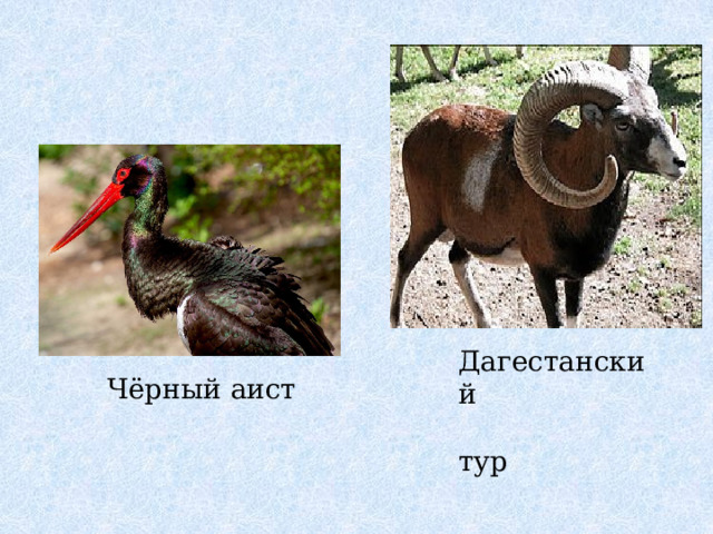 Дагестанский  тур Чёрный аист 