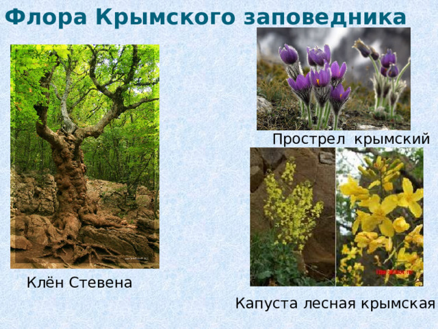 Флора Крымского заповедника Прострел крымский Клён Стевена Капуста лесная крымская 