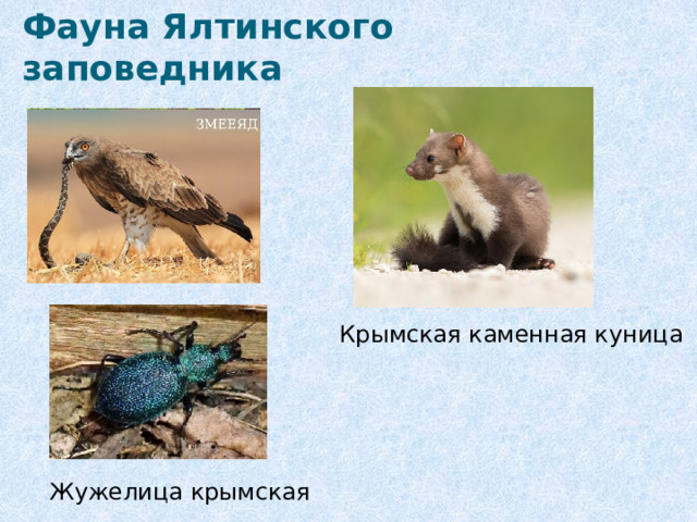 Фауна Ялтинского заповедника Крымская каменная куница Жужелица крымская 