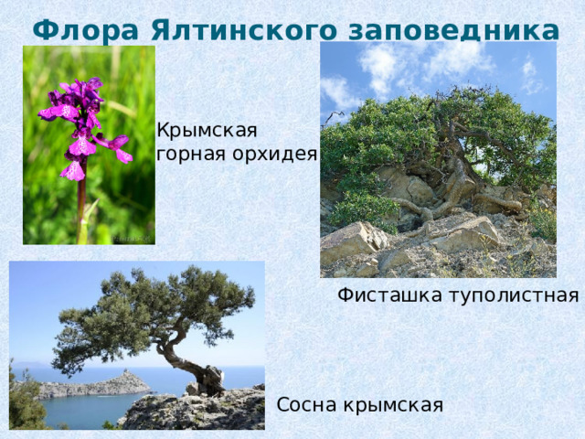 Флора Ялтинского заповедника Крымская горная орхидея Фисташка туполистная Сосна крымская 