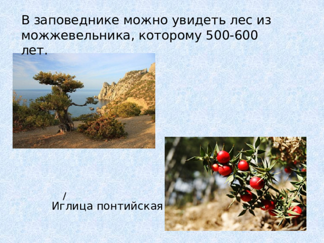 В заповеднике можно увидеть лес из можжевельника, которому 500-600 лет. Иглица понтийская 