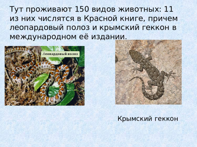 Тут проживают 150 видов животных: 11 из них числятся в Красной книге, причем леопардовый полоз и крымский геккон в международном её издании. Крымский геккон 