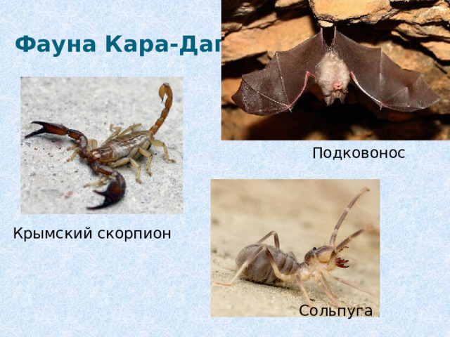 Фауна Кара-Дага Подковонос   Крымский скорпион Сольпуга 