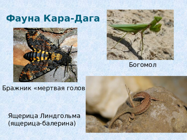 Фауна Кара-Дага Богомол Бражник «мертвая голова» Ящерица Линдгольма (ящерица-балерина) 