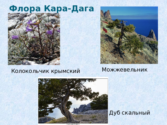 Флора Кара-Дага Можжевельник Колокольчик крымский Дуб скальный 