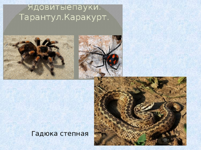 Гадюка степная 