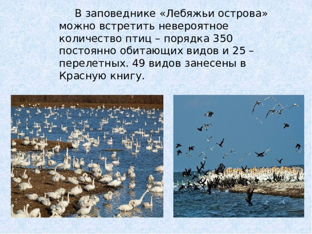  В заповеднике «Лебяжьи острова» можно встретить невероятное количество птиц – порядка 350 постоянно обитающих видов и 25 – перелетных. 49 видов занесены в Красную книгу.    
