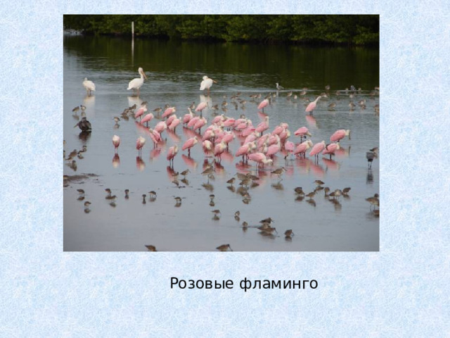 Розовые фламинго 
