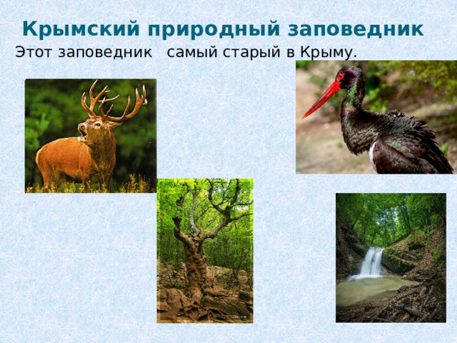 Крымский природный заповедник Этот заповедник самый старый в Крыму. 