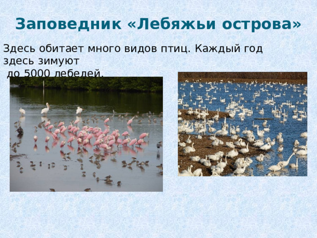 Заповедник «Лебяжьи острова» Здесь обитает много видов птиц. Каждый год здесь зимуют  до 5000 лебедей.    