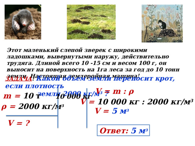 Этот маленький слепой зверек с широкими ладошками, вывернутыми наружу, действительно трудяга. Длиной всего 10 -15 см и весом 100 г, он выносит на поверхность на 1га леса за год до 10 тонн земли. Настоящая землеройная машина! ЗАДАЧА : Какой объем земли переносит крот, если плотность  земли 2000 кг/м 3 ?  V = m : ρ m = 10 т 10 000 кг V = 10 000 кг : 2000 кг/м 3 ρ = 2000 кг/м 3 V = 5 м 3 V = ? Ответ: 5 м 3 