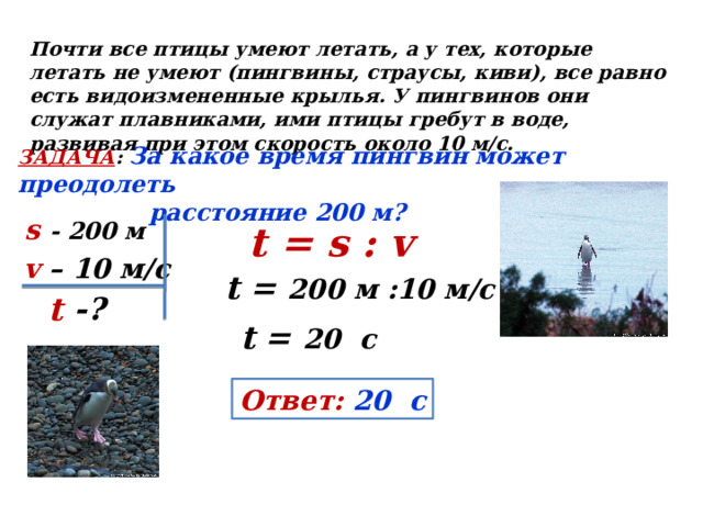 Почти все птицы умеют летать, а у тех, которые летать не умеют (пингвины, страусы, киви), все равно есть видоизмененные крылья. У пингвинов они служат плавниками, ими птицы гребут в воде, развивая при этом скорость около 10 м/с. ЗАДАЧА : За какое время пингвин может преодолеть  расстояние 200 м?  s  - 200 м t = s : v v – 10 м/с t = 200 м :10 м/с t -? t = 20 с Ответ: 20 с 