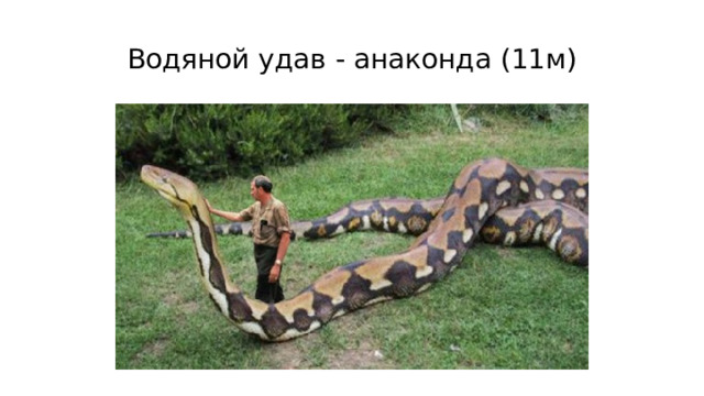 Удав происхождение слова