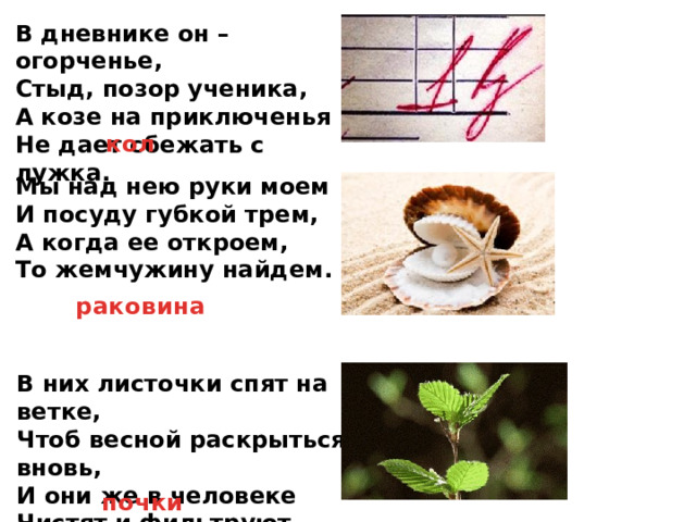 В дневнике он – огорченье,  Стыд, позор ученика,  А козе на приключенья  Не дает сбежать с лужка. кол Мы над нею руки моем  И посуду губкой трем,  А когда ее откроем,  То жемчужину найдем. раковина В них листочки спят на ветке,  Чтоб весной раскрыться вновь,  И они же в человеке  Чистят и фильтруют кровь. почки 