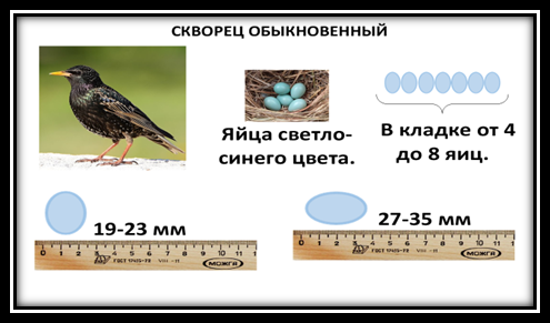 Проверочная работа скворцы куприн. Яйца скворца Размеры и цвет. Сколько дней сидят скворцы на яйцах. Скворцы с яйцами класс открытки.