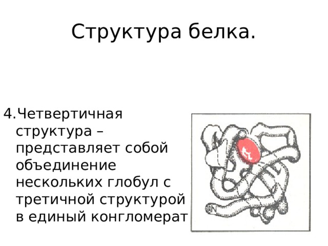 Структура белка. 4.Четвертичная структура – представляет собой объединение нескольких глобул с третичной структурой в единый конгломерат 