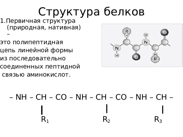 Структура белков 1.Первичная структура (природная, нативная) – это полипептидная цепь линейной формы из последовательно соединенных пептидной  связью  аминокислот .  – NH – CH – CO – NH – CH – CO – NH – CH –  R 1 R 2 R 3 