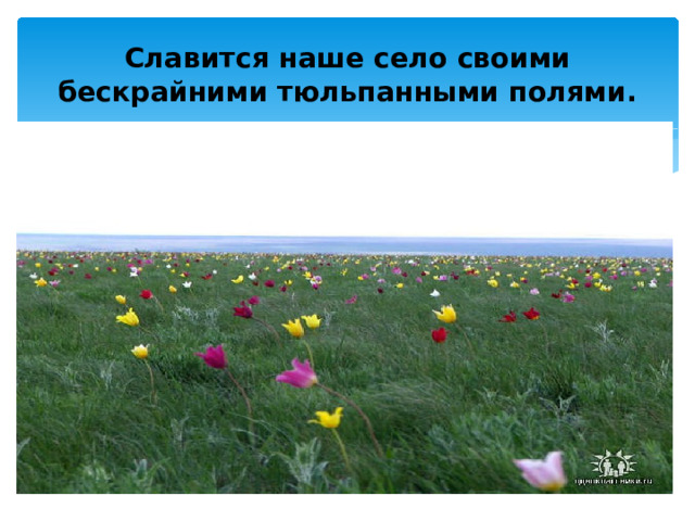 Славится наше село своими бескрайними тюльпанными полями. 