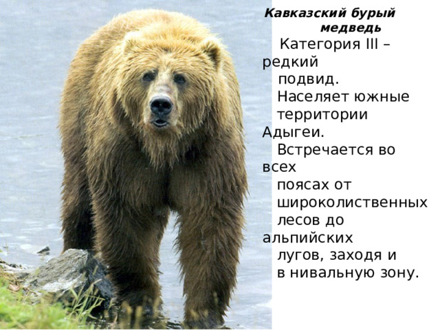 Бурый медведь проект 2 класс Красная книга Республики Адыгея.