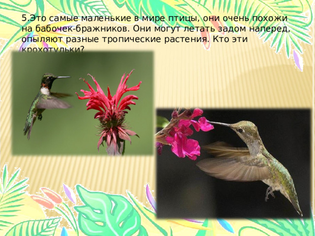5.Это самые маленькие в мире птицы, они очень похожи на бабочек-бражников. Они могут летать задом наперед, опыляют разные тропические растения. Кто эти крохотульки? 