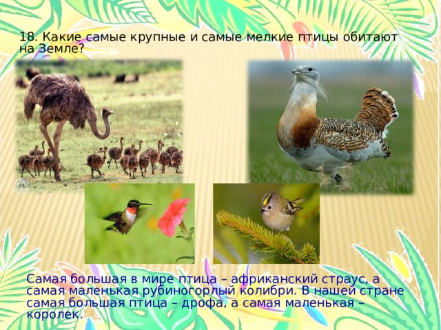 18. Какие самые крупные и самые мелкие птицы обитают на Земле? Самая большая в мире птица – африканский страус, а самая маленькая рубиногорлый колибри. В нашей стране самая большая птица – дрофа, а самая маленькая – королек. 