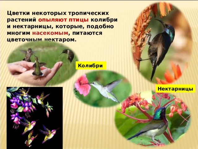Цветки некоторых тропических растений опыляют птицы колибри и нектарницы, которые, подобно многим насекомым , питаются цветочным нектаром. Колибри Нектарницы 