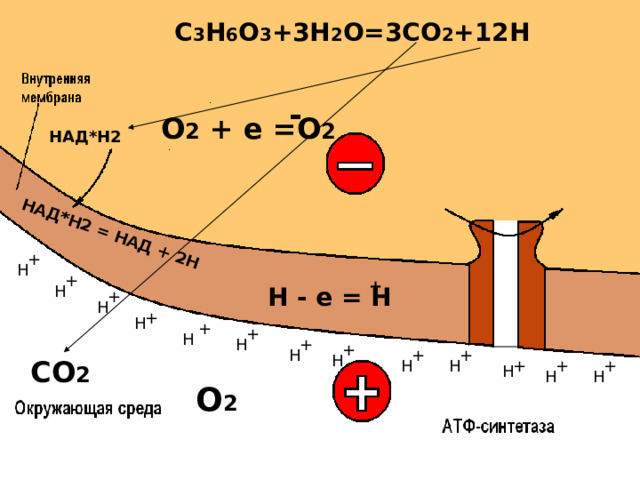 НАД*Н2 = НАД + 2Н C 3 H 6 O 3 +3H 2 O=3CO 2 +1 2 H - О 2 + е =О 2 НАД*Н2 + Н + + Н Н - е = Н     + Н + Н + + Н Н + + Н + + Н СО 2 Н Н + + + Н Н Н О 2 