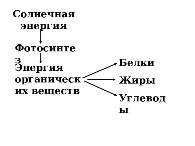 Солнечная энергия Фотосинтез Белки Жиры Углеводы Энергия органических веществ 