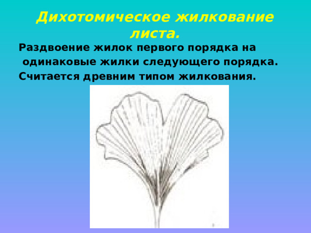 Дихотомическое жилкование листа. Раздвоение жилок первого порядка на  одинаковые жилки следующего порядка. Считается древним типом жилкования. 