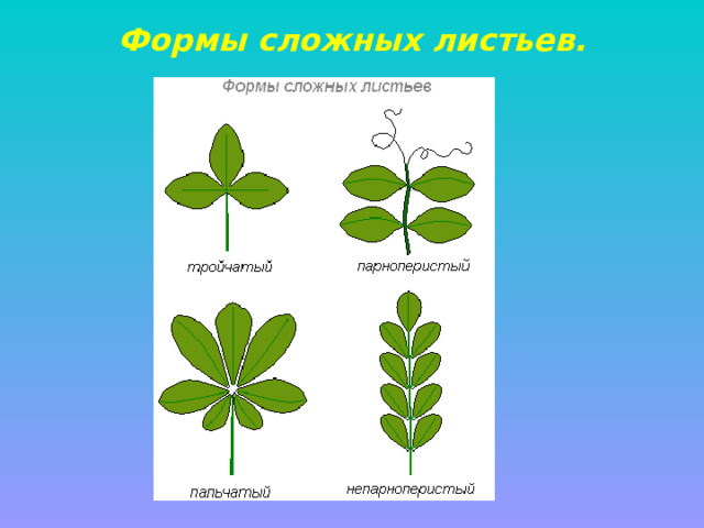 Формы сложных листьев. 