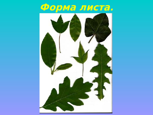 Форма листа. 