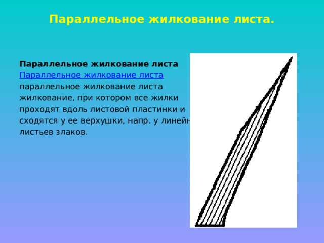 Параллельное жилкование листа.   Параллельное жилкование листа Параллельное жилкование листа параллельное жилкование листа жилкование, при котором все жилки проходят вдоль листовой пластинки и сходятся у ее верхушки, напр. у линейных листьев злаков. 