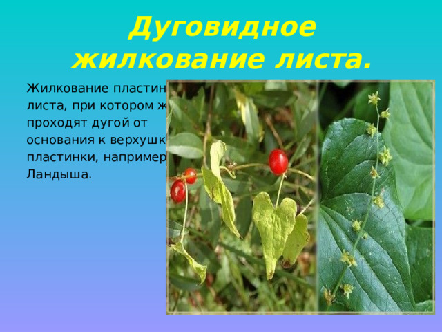 Дуговидное жилкование листа. Жилкование пластинки листа, при котором жилки проходят дугой от основания к верхушке пластинки, например у Ландыша. 