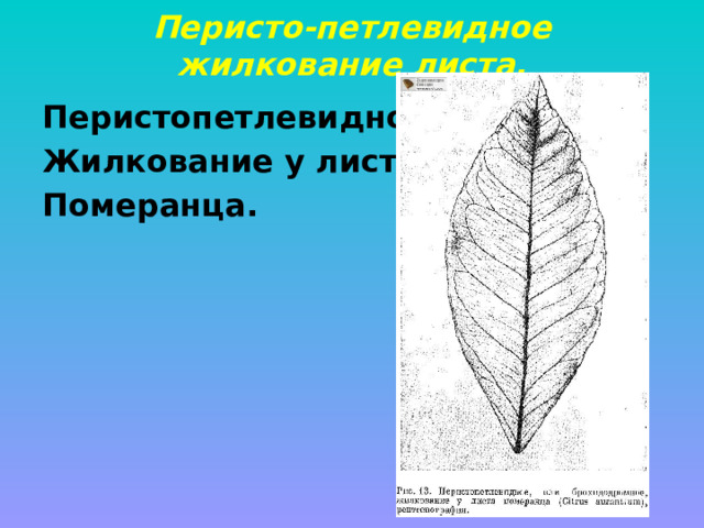 Перисто-петлевидное жилкование листа. Перистопетлевидное Жилкование у листа Померанца. 