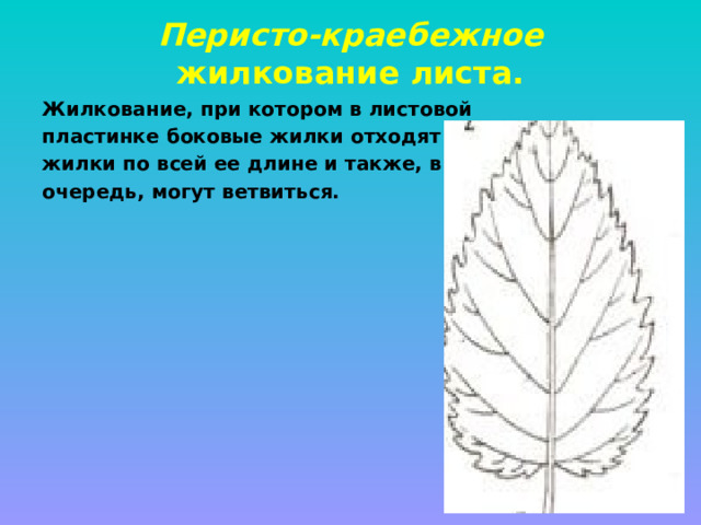Перисто-краебежное жилкование листа. Жилкование, при котором в листовой пластинке боковые жилки отходят от главной жилки по всей ее длине и также, в свою очередь, могут ветвиться. 