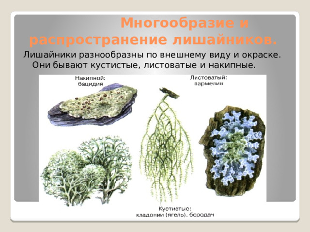 Результаты наблюдений оформите в таблице название лишайника морфологическая форма рисунок фотография