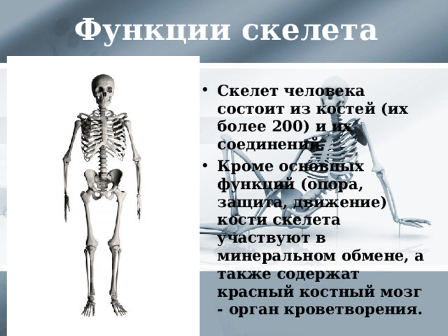 Функции добавочного скелета человека