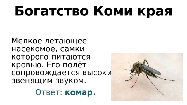 Богатство Коми края Мелкое летающее насекомое, самки которого питаются кровью. Его полёт сопровождается высоким звенящим звуком. Ответ: комар. 