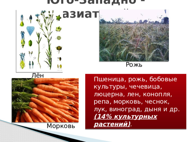 Юго-Западно - азиатский   Рожь Лён  Пшеница, рожь, бобовые культуры, чечевица, люцерна, лен, конопля, репа, морковь, чеснок, лук, виноград, дыня и др. (14% культурных растений) . Морковь 